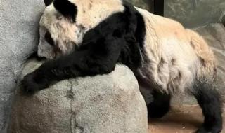 丫丫为什么这么受欢迎 丫丫为什么送去美国