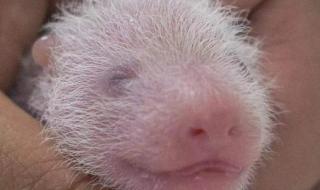 大熊猫华妮生下双胞胎 大熊猫华妮生下双胞胎